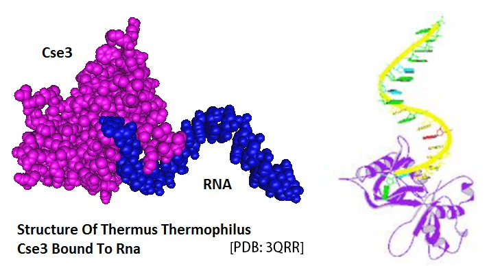cse5-rna-complex