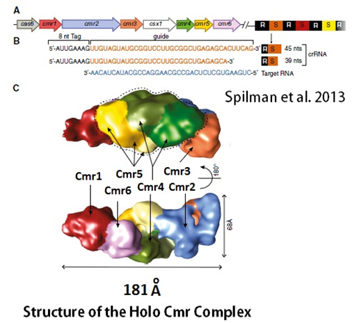 olo-cmr-complex-mode