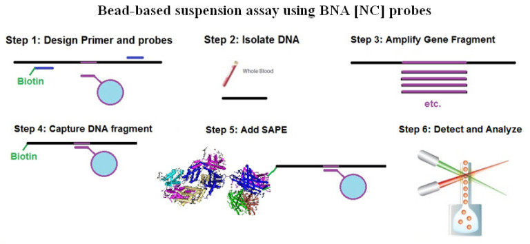 bna-bb-assay