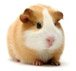 Guniea Pig Polyclonal Antibody