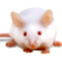 custom mouse polyclonal antibody, guarantee ELSIA results