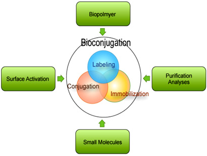 Bioconjugation
