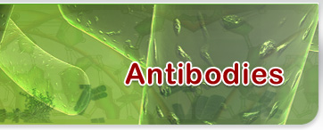 Biosyn Antibodies