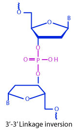 3'-3' Inverted Base Oligonucleotide