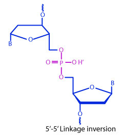 5'-5' Inverted Base Oligonucleotide
