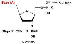 L-DNA dA Modfication