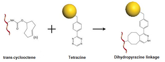 Tetrazine TCO Ligation Chemistry