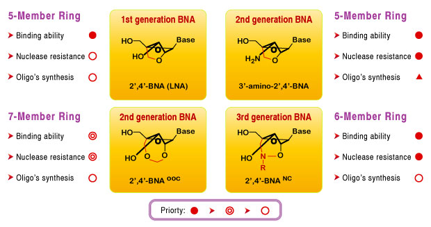 Type of BNA Bases