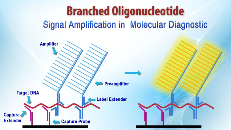 Branch Oligonucleotides