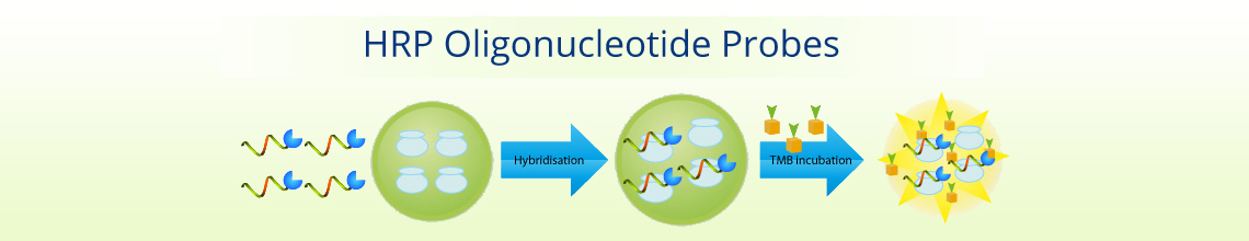 HRP Oligonucleotide Probes