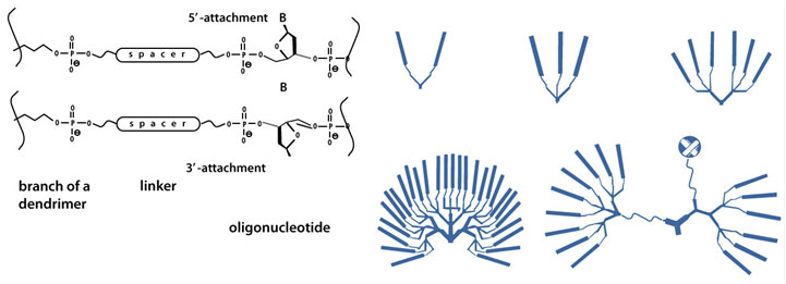 dendrimeric oligonucleotide