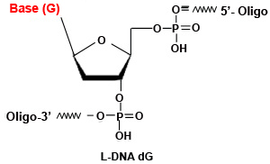 L-DNA dG Modfication