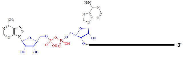 =Structure of 5’-adenylated RNA (5’ AppRNA).