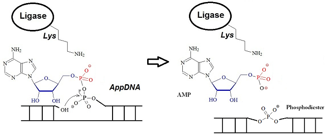  ATP-dependent polynucleotide ligases.