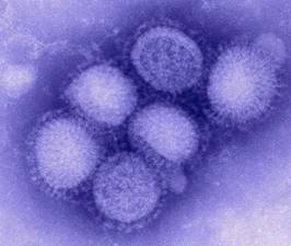 H1N1 Flu Virus