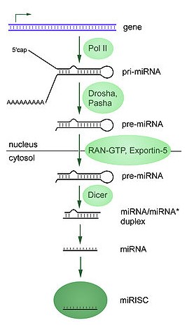 siRNA, miRNA, RNA interference