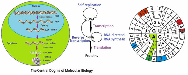 The central dogma of molecular biology