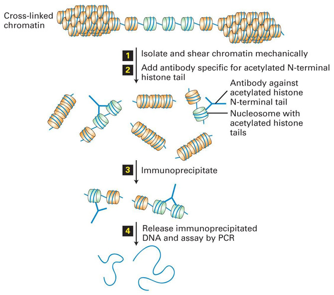 Chromatin Immunoprecipitation Reveals Histone Acetylation State