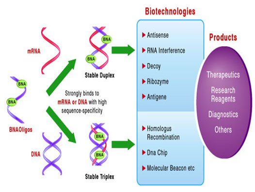 Probe Design for BNA/DNA Probes.