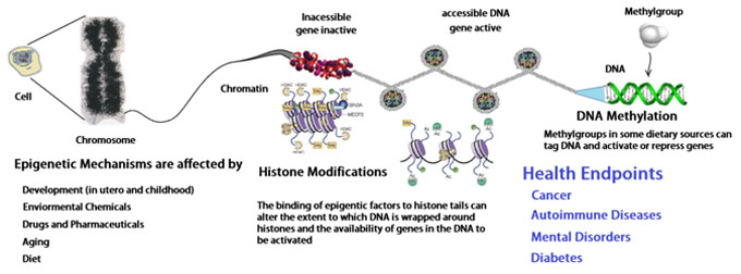epigenetic mechanisms