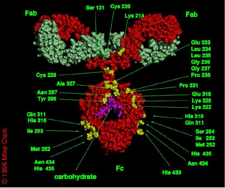 Proteins on PVDF Membrane