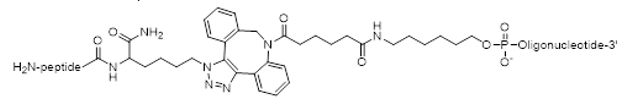 siRNA Conjugation