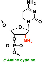 Bio-Synthesis Inc. Oligo Structure