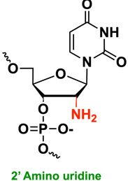 Bio-Synthesis Inc. Oligo Structure