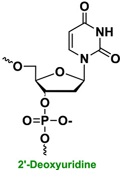 Bio-Synthesis Inc. Oligo Structure