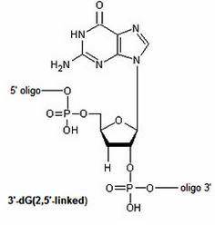 Bio-Synthesis Inc. Oligo Structure