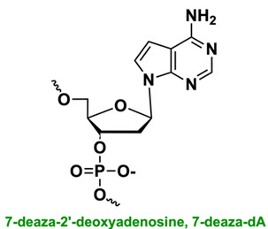 Bio-Synthesis Inc. Oligo Structure