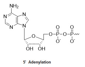 Bio-Synthesis Inc. Oligo Structure