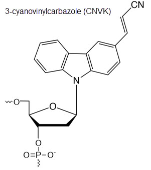 Bio-Synthesis Inc. Oligo Structure