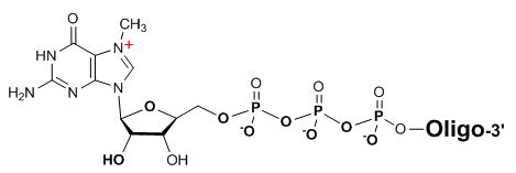 Bio-Synthesis Inc. Oligo Structure