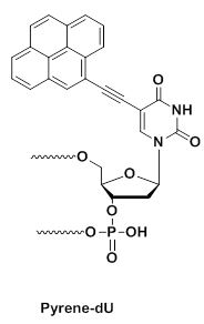 Bio-Synthesis Inc. Oligo Structure