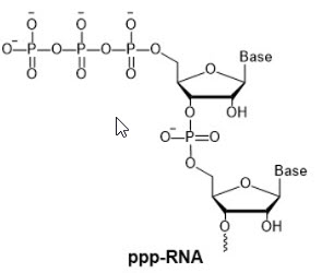 Bio-Synthesis Inc. Oligo Structure