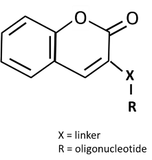 Bio-Synthesis Inc. Oligo Structure