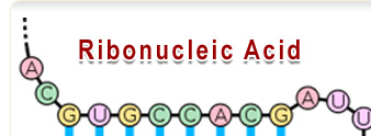 リボ核酸の絵