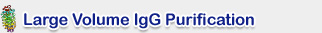 Large volume lgG Purification