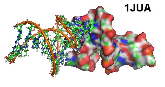 1JUA Kissing DNA