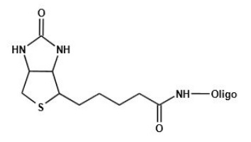 Biotin-oligo