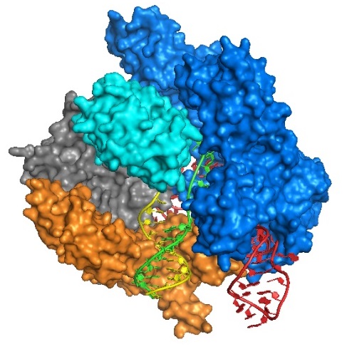 Synthetic CRISPR RNA  to minimize off-target cleavage
