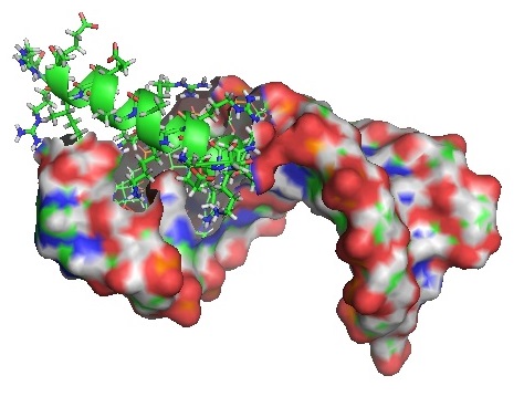 N-Peptide-Complex-1NYB