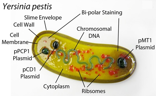 Plage Bacillus