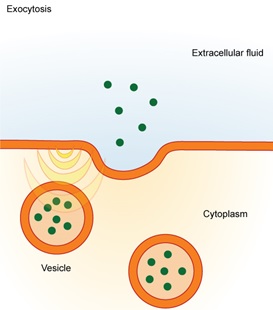 Vesicles