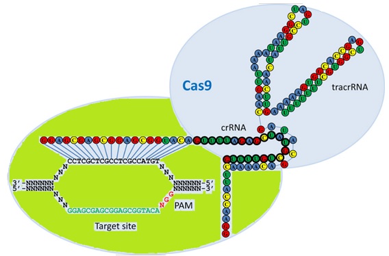 Crispr Cas