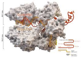 CRISPR