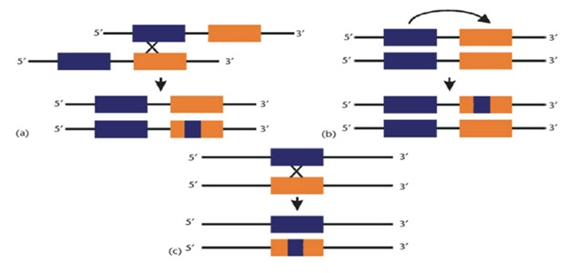 gene rearrangments