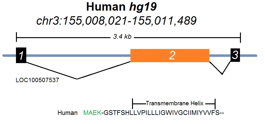 long non-coding RNA transcript
