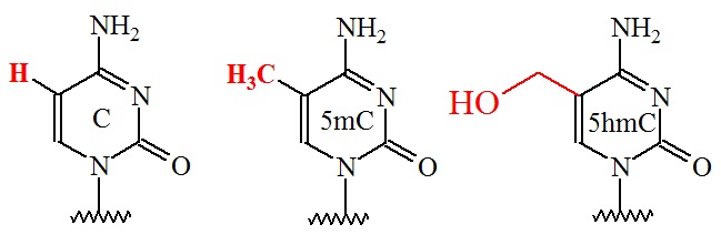 Methylated_Cytosine